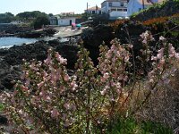 Azorina vidalii 6, Saxifraga-Ed Stikvoort