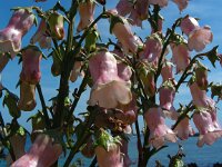 Azorina vidalii 7, Saxifraga-Ed Stikvoort