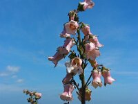 Azorina vidalii 8, Saxifraga-Ed Stikvoort