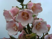 Azorina vidalii 9, Saxifraga-Ed Stikvoort