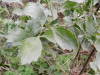 Baccharis halimifolia 2, Struikaster, Saxifraga-Rutger Barendse
