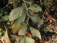 Baccharis halimifolia 4, Struikaster, Saxifraga-Rutger Barendse