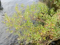 Baccharis halimifolia 6, Struikaster, Saxifraga-Rutger Barendse