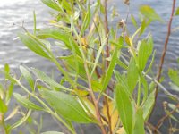Baccharis halimifolia 8, Struikaster, Saxifraga-Rutger Barendse