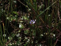 Baldellia ranunculoides 23, Stijve moerasweegbree, Saxifraga-Hans Boll