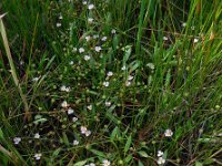 Baldellia ranunculoides ssp ranunculoides 10, Stijve moerasweegbree, Saxifraga-Ed Stikvoort