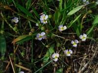 Baldellia ranunculoides ssp ranunculoides 12, Stijve moerasweegbree, Saxifraga-Ed Stikvoort