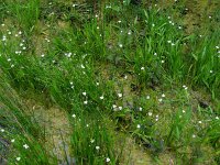 Baldellia ranunculoides ssp ranunculoides 15, Stijve moerasweegbree, Saxifraga-Ed Stikvoort