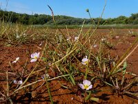 Baldellia ranunculoides ssp ranunculoides 21, Stijve moerasweegbree, Saxifraga-Ed Stikvoort