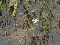 Baldellia ranunculoides ssp ranunculoides 25, Stijve moerasweegbree, Saxifraga-Willem van Kruijsbergen