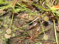Baldellia ranunculoides ssp ranunculoides 27, Stijve moerasweegbree, Saxifraga-Rutger Barendse