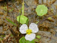 Baldellia ranunculoides ssp ranunculoides 28, Stijve moerasweegbree, Saxifraga-Rutger Barendse