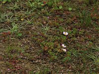 Baldellia ranunculoides ssp ranunculoides 32, Stijve moerasweegbree, Saxifraga-Hans Boll