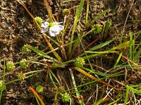 Baldellia ranunculoides ssp ranunculoides 33, Stijve moerasweegbree, Saxifraga-Hans Grotenhuis