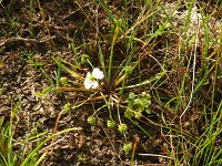Baldellia ranunculoides ssp ranunculoides 34, Stijve moerasweegbree, Saxifraga-Hans Grotenhuis
