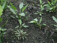Baldellia ranunculoides ssp ranunculoides 37, Stijve moerasweegbree, Saxifraga-Hans Boll