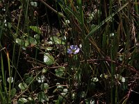Baldellia ranunculoides ssp ranunculoides 38, Stijve moerasweegbree, Saxifraga-Hans Boll