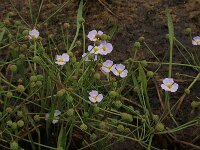 Baldellia ranunculoides ssp ranunculoides 41, Stijve moerasweegbree, Saxifraga-Hans Boll