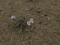 Baldellia ranunculoides ssp ranunculoides 42, Stijve moerasweegbree, Saxifraga-Hans Boll