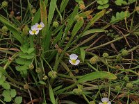 Baldellia ranunculoides ssp ranunculoides 45, Stijve moerasweegbree, Saxifraga-Hans Boll