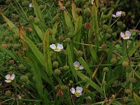 Baldellia ranunculoides ssp ranunculoides 46, Stijve moerasweegbree, Saxifraga-Hans Boll
