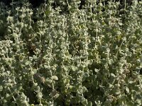Ballota acetabulosa