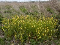 Barbarea verna 11, Vroeg barbarakruid, Saxifraga-Ed Stikvoort