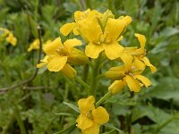 Barbarea verna 13, Vroeg barbarakruid, Saxifraga-Ed Stikvoort