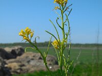 Barbarea verna 8, Vroeg barbarakruid, Saxifraga-Ed Stikvoort