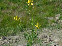 Barbarea verna 9, Vroeg barbarakruid, Saxifraga-Ed Stikvoort