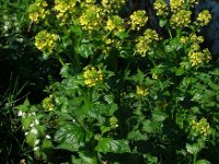 Barbarea vulgaris 14, Gewoon barbarakruid, Saxifraga-Ed Stikvoort