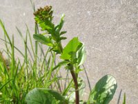Barbarea vulgaris 6, Gewoon barbarakruid, Saxifraga-Rutger Barendse