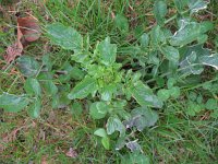 Barbarea vulgaris 7, Gewoon barbarakruid, Saxifraga-Rutger Barendse
