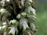 Barlia robertiana 11, Saxifraga-Jan van der Straaten