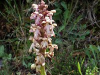 Barlia robertiana 14, Saxifraga-Jeroen Willemsen