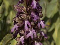 Barlia robertiana 15, Saxifraga-Willem van Kruijsbergen