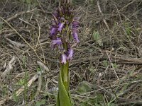 Barlia robertiana 16 Saxifraga-Willem van Kruijsbergen