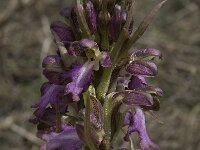 Barlia robertiana 17, Saxifraga-Willem van Kruijsbergen