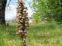Barlia robertiana 18, Saxifraga-Rutger Barendse