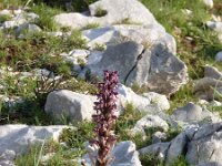 Barlia robertiana 2, Saxifraga-Jasenka Topic