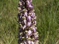 Barlia robertiana 20, Saxifraga-Willem van Kruijsbergen