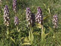 Barlia robertiana 21, Saxifraga-Willem van Kruijsbergen