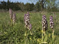 Barlia robertiana 23, Saxifraga-Willem van Kruijsbergen