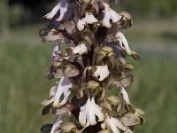 Barlia robertiana 29, Saxifraga-Willem van Kruijsbergen