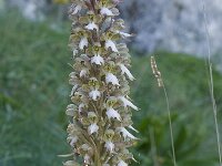 Barlia robertiana 3, Saxifraga-Willem van Kruijsbergen