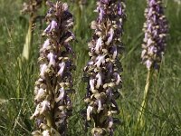 Barlia robertiana 33, Saxifraga-Willem van Kruijsbergen