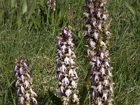 Barlia robertiana 35, Saxifraga-Willem van Kruijsbergen