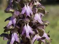 Barlia robertiana 5, Saxifraga-Willem van Kruijsbergen