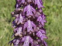 Barlia robertiana 8, Saxifraga-Willem van Kruijsbergen