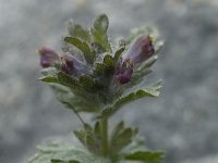 Bartsia alpina 11, Saxifraga-Willem van Kruijsbergen